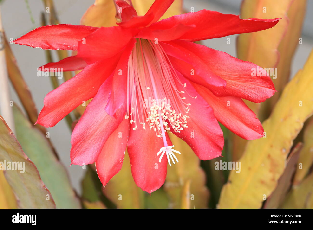 Close up of Epiphyllum ackermannii  or red Epiphyllum or known as Orchid cactus isolated Stock Photo