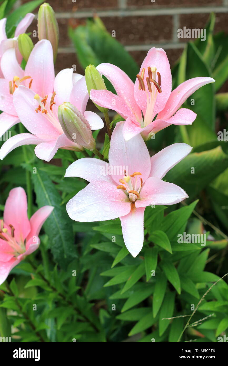 Lilium longiflorum pot hi-res stock photography and images - Alamy