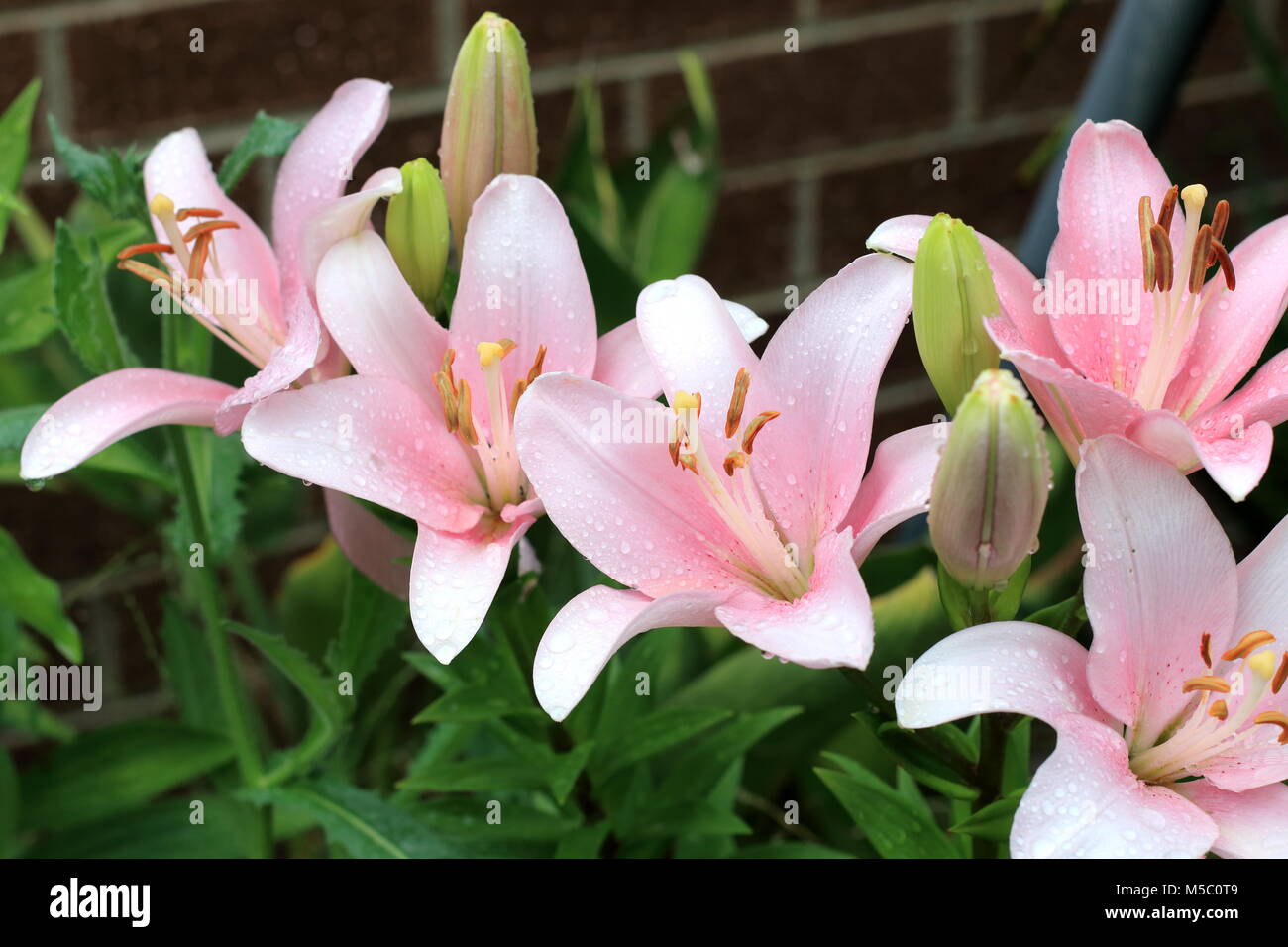 Blooming Lilium or Lilies growing in a pot Stock Photo