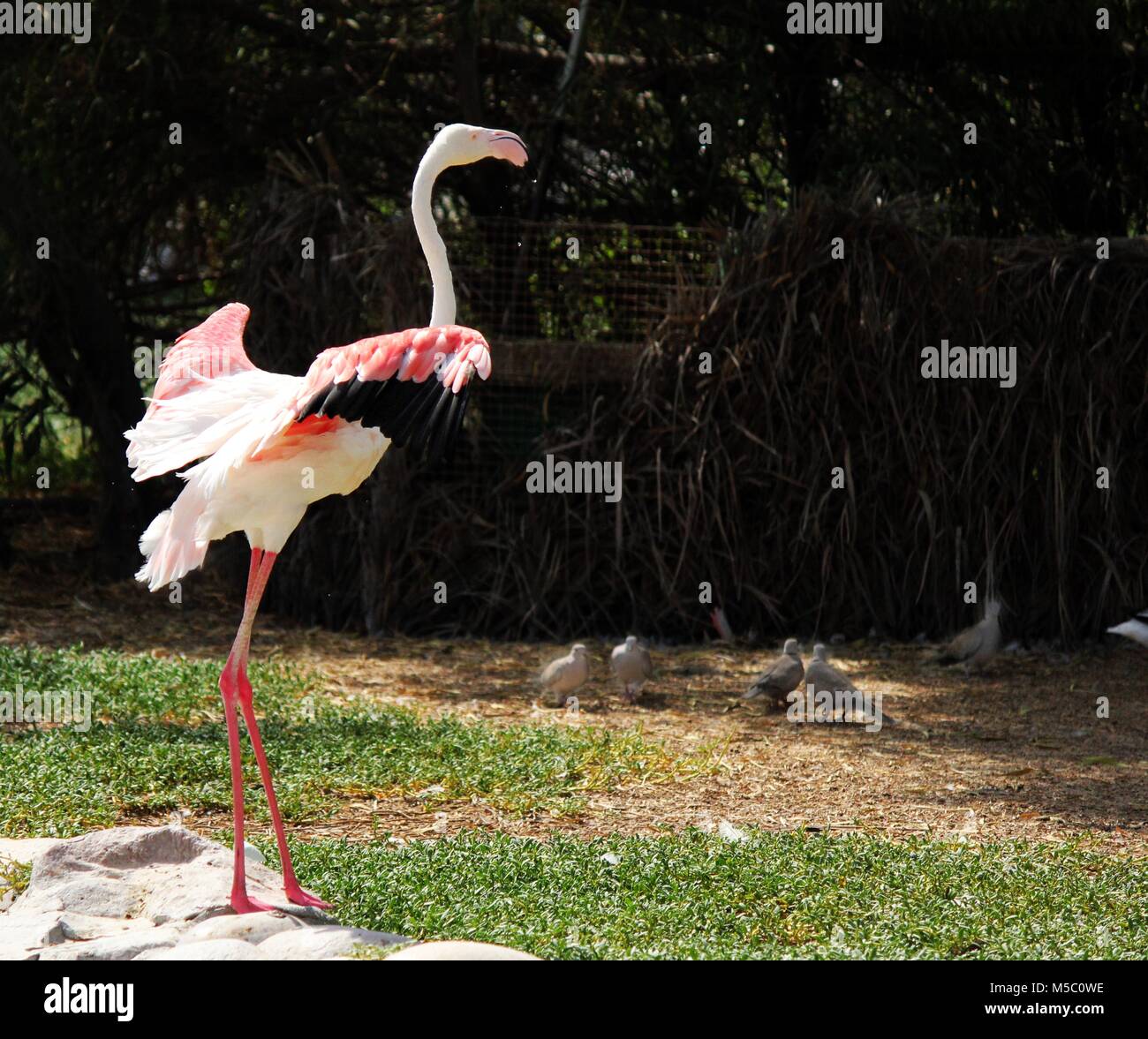 The greater flamingo is the most widespread species of the flamingo family. It is found in Africa, on the Indian subcontinent, in the Middle East & SA. Stock Photo