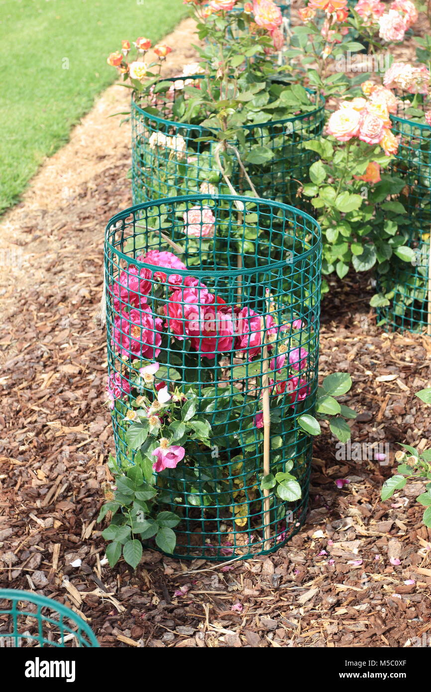 Protecting rose plants using hard wire cage to protect the plants from being eaten by rabbits Stock Photo