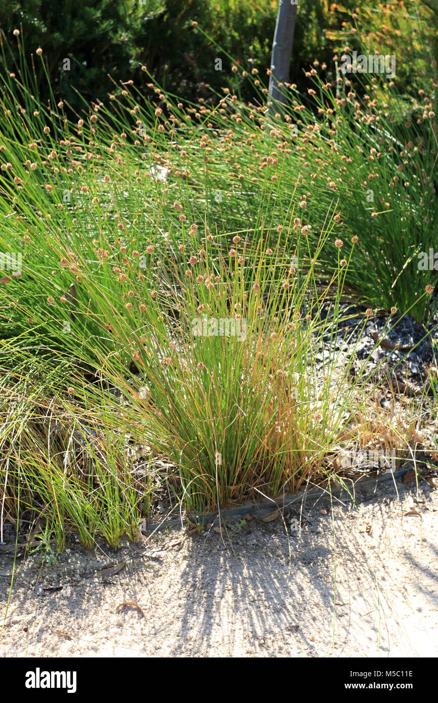 Ficinia nodosa or also known  as Isolepis nodosa or Knobby Club Rush Stock Photo