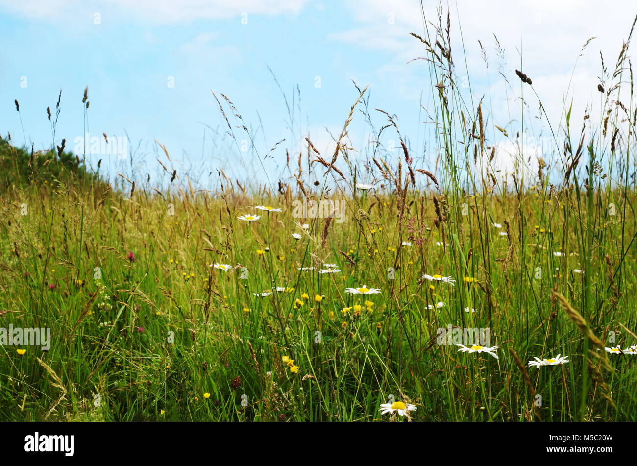 Wild flowers growing among long grasses in countryside beneath a blue