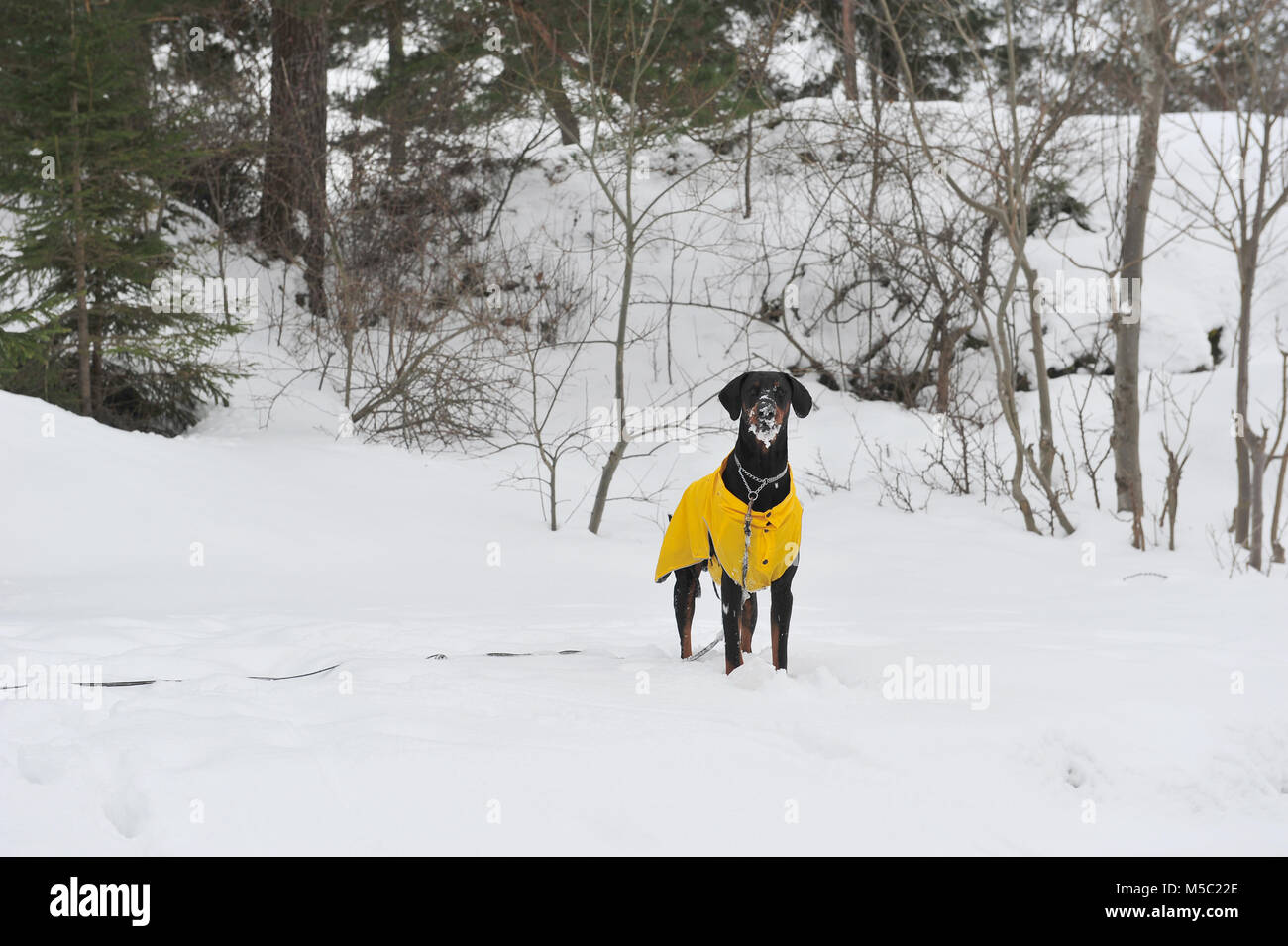 Photo of standing male doberman dog with snow on his face.  Snowy background and winter scene. Copy space to the left of horizontal image.  The dog is Stock Photo