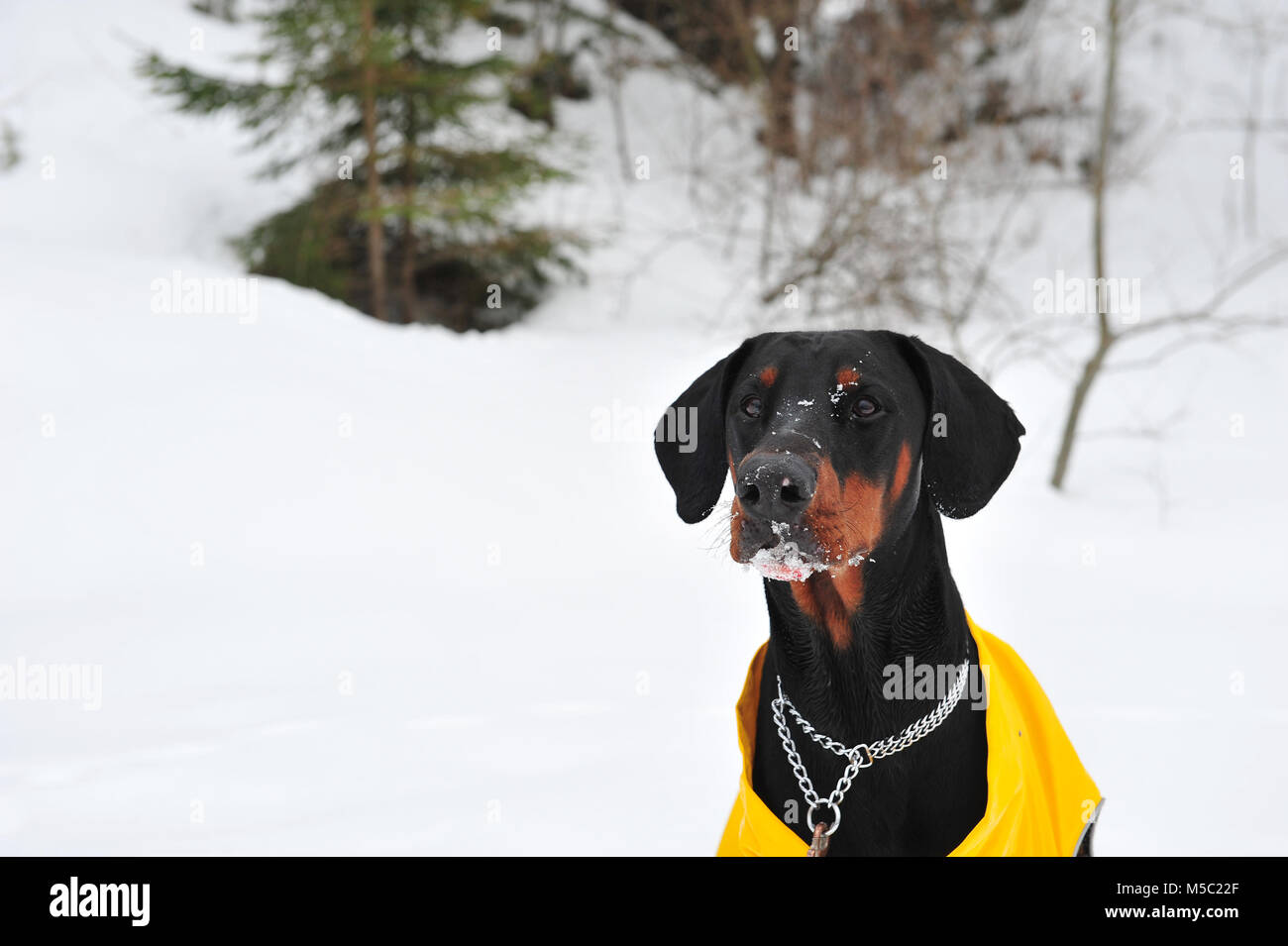 Closeup photo of male doberman dog with snow on his face.  Snowy background and winter scene. Copy space to the left of horizontal image.  The dog is  Stock Photo