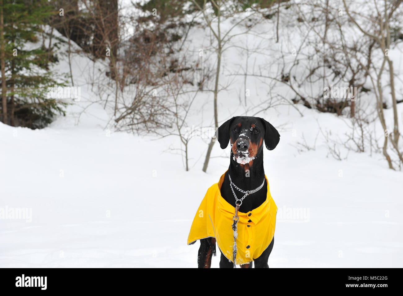 Photo of male doberman dog with snow on his face.  Snowy background and winter scene. Copy space to the left of horizontal image.  The dog is wearing  Stock Photo