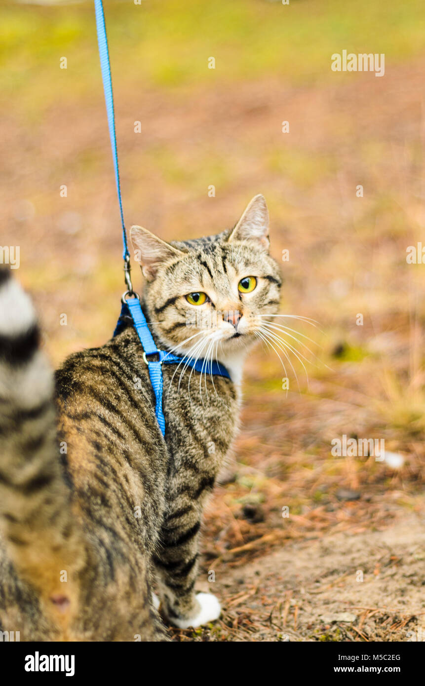 cat on a leash looks at me Stock Photo