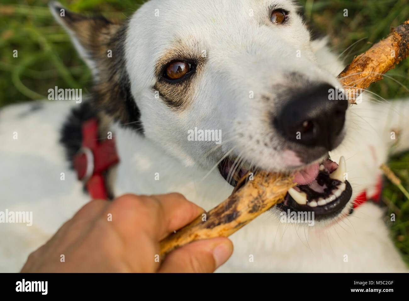 Dog with a brench between the teeth at the park in the spring Stock Photo