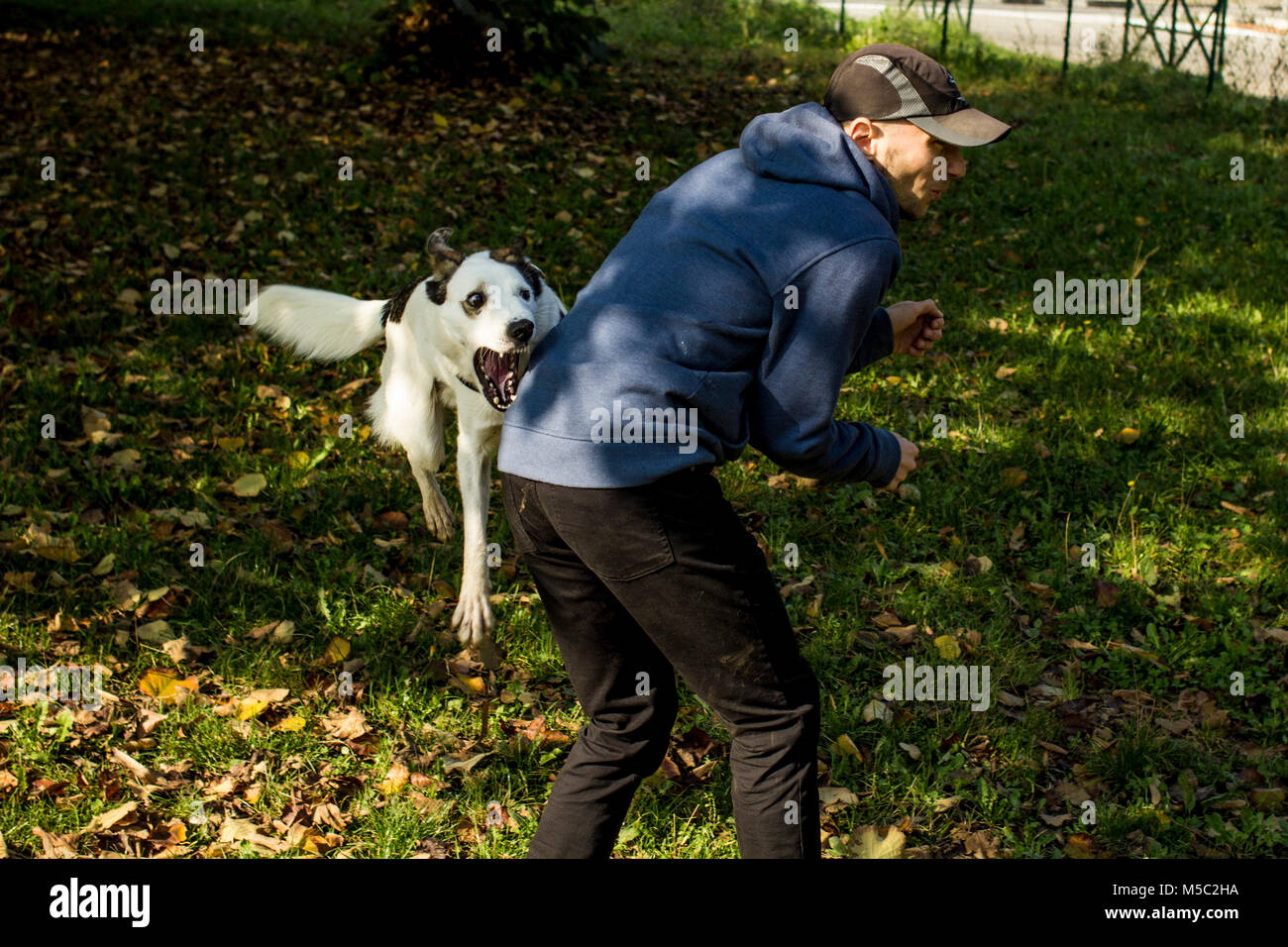 Dog bites its owner hires stock photography and images Alamy