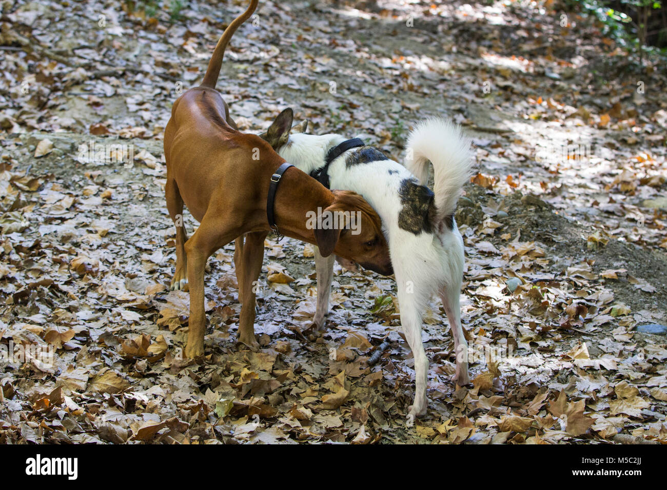 Dogs sniffing each other at the park Stock Photo Alamy