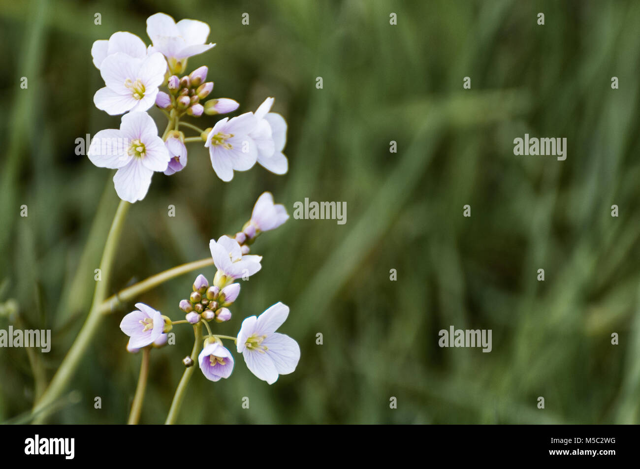 close up of flowers with green background Stock Photo - Alamy