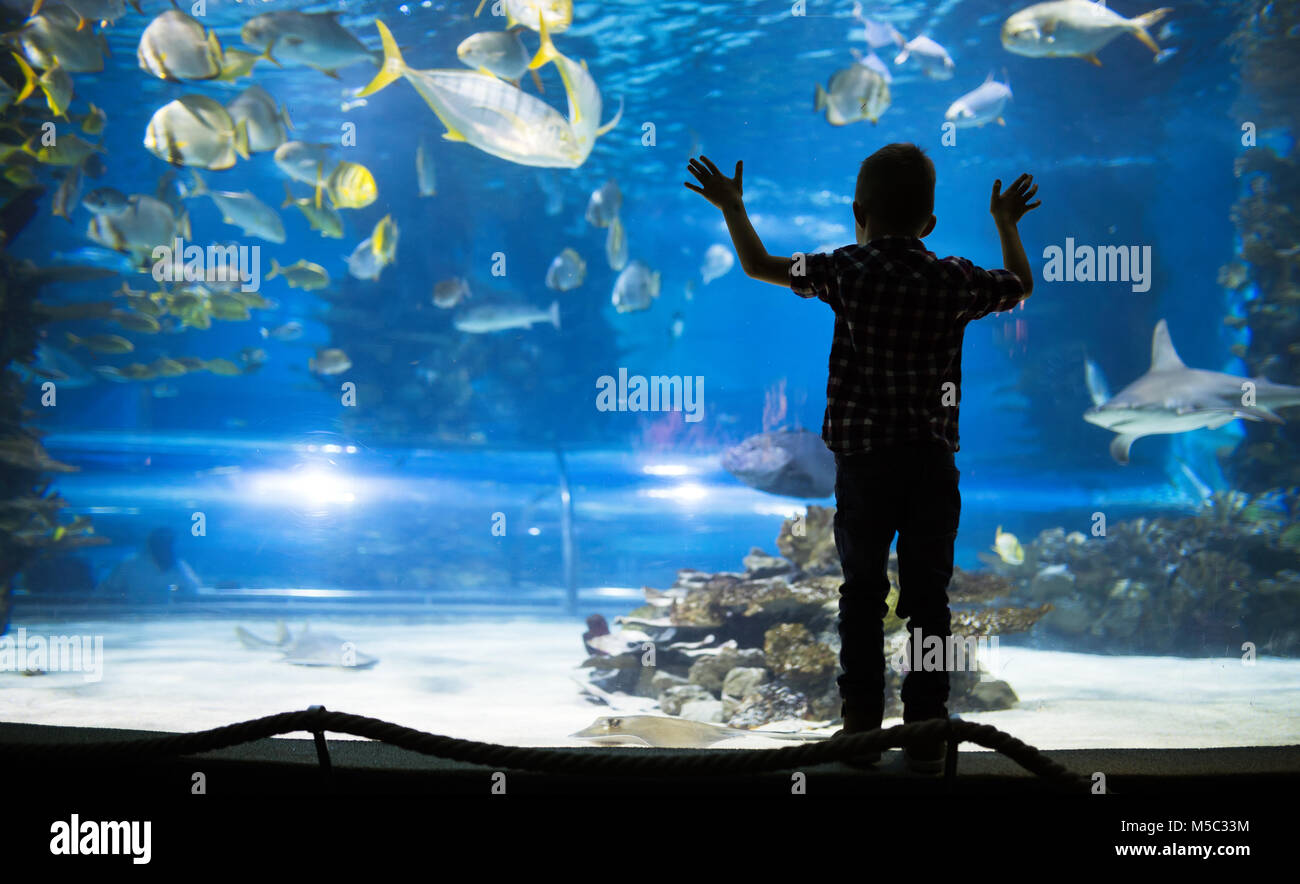 Cute boy watches fishes in aquarium Stock Photo