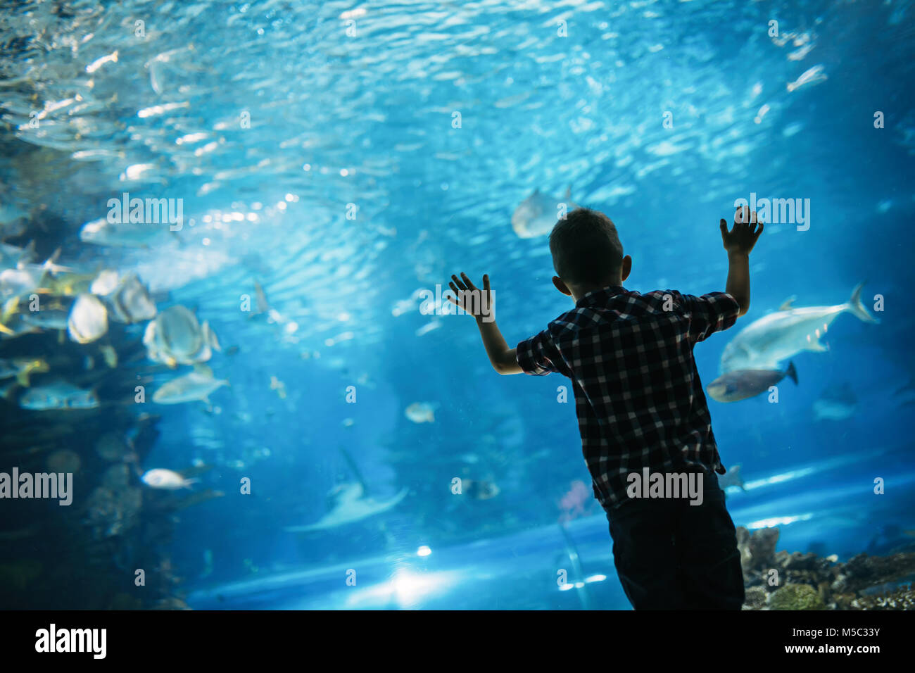 Serious boy looking in aquarium with tropical fish Stock Photo