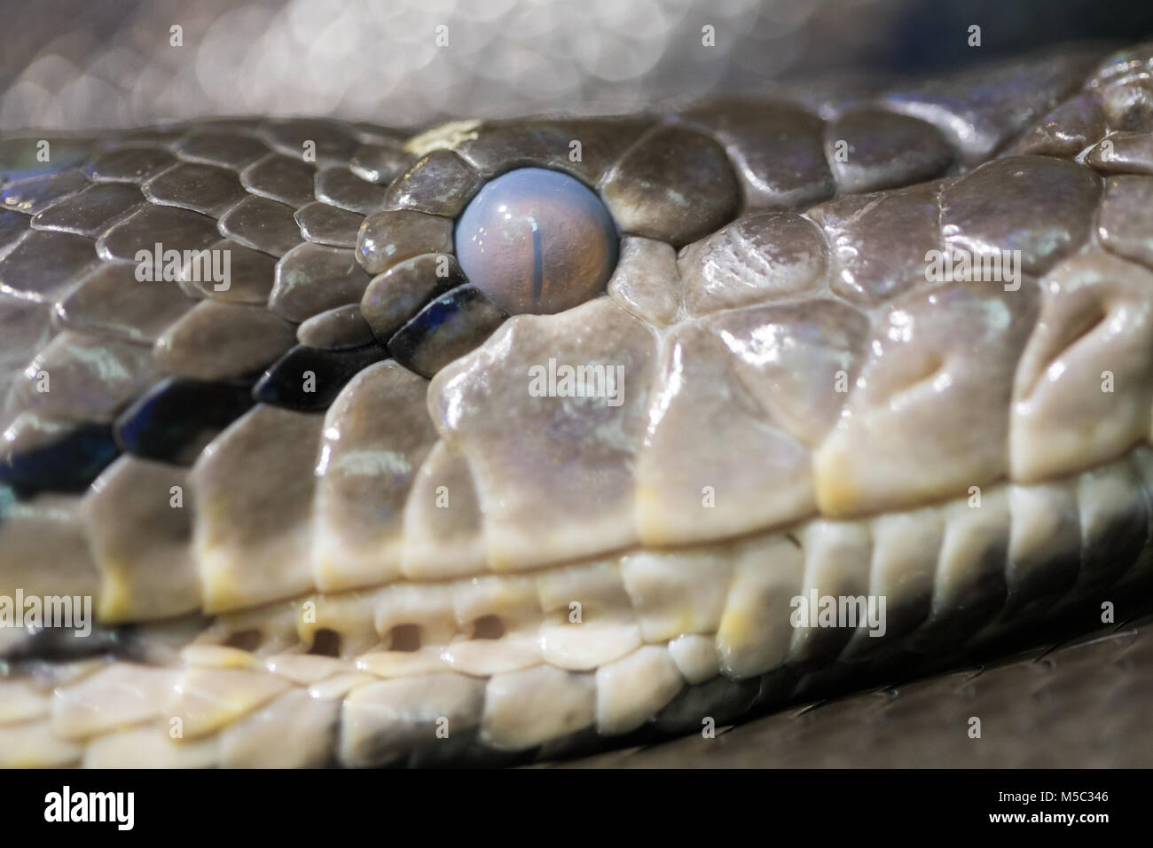 Reticulated Python resting on a branch Stock Photo