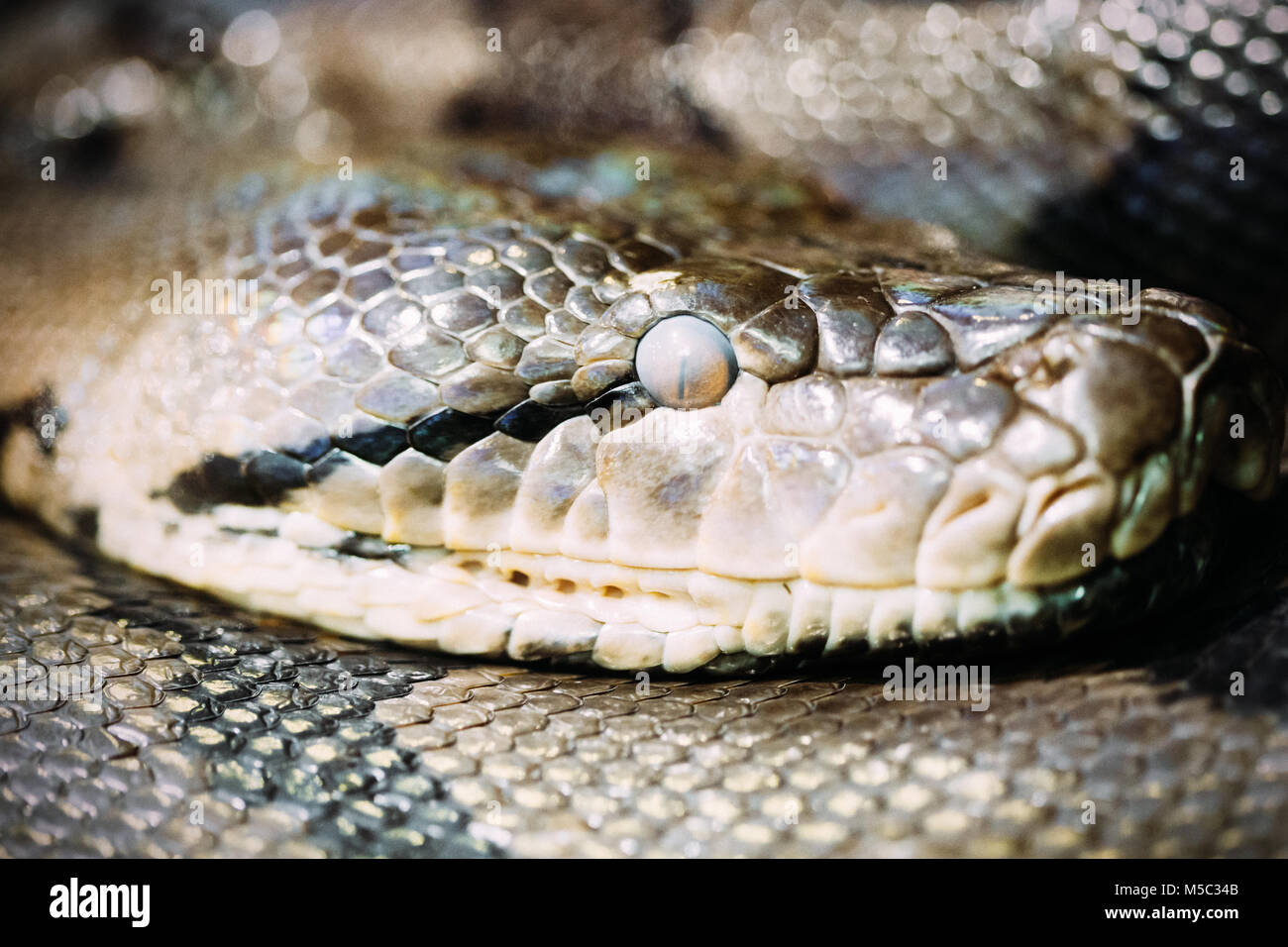 Reticulated Python resting on a branch Stock Photo