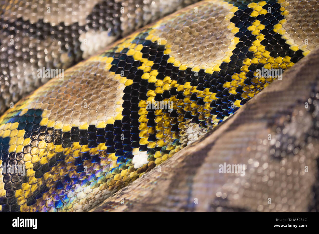 Yellow Brown And Black Snake Texture Stock Photo 175442860 Alamy