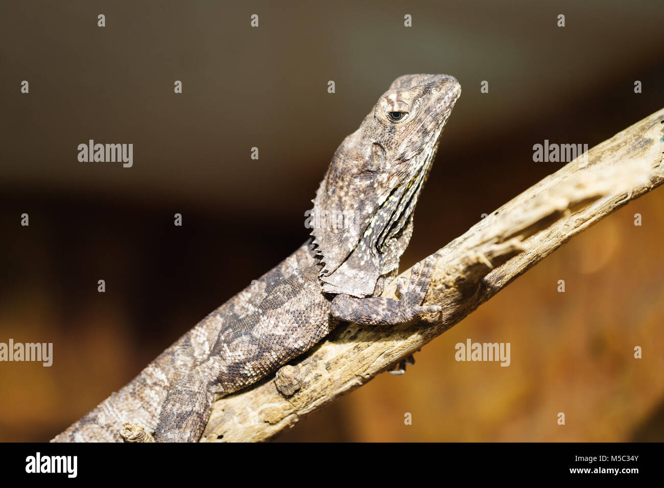 leguan reptile sitting on a rock Stock Photo