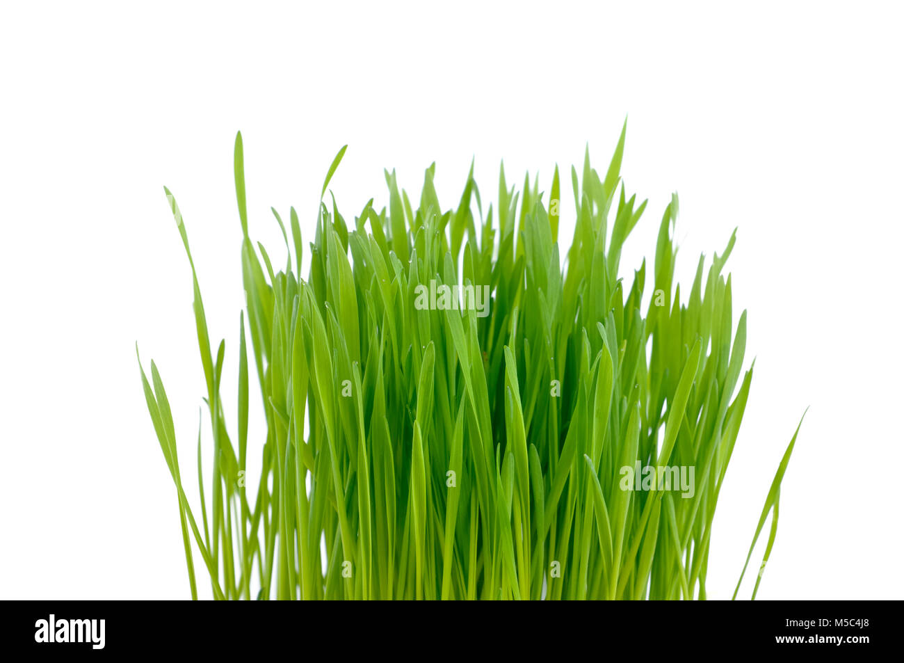 greenery clump of grass isolated on white background Stock Photo - Alamy