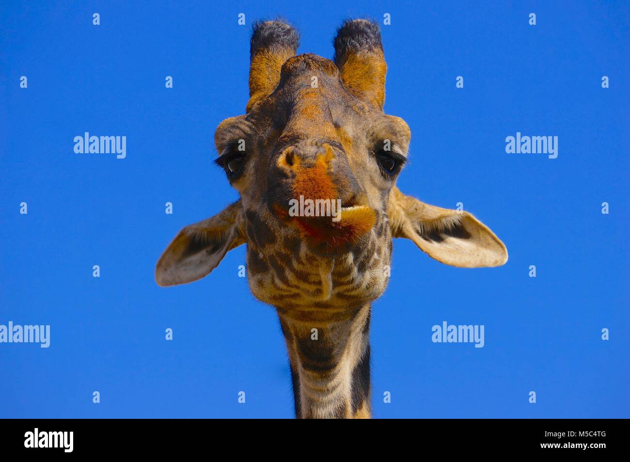 This guy! A giraffe eating in Serengeti National Park Stock Photo