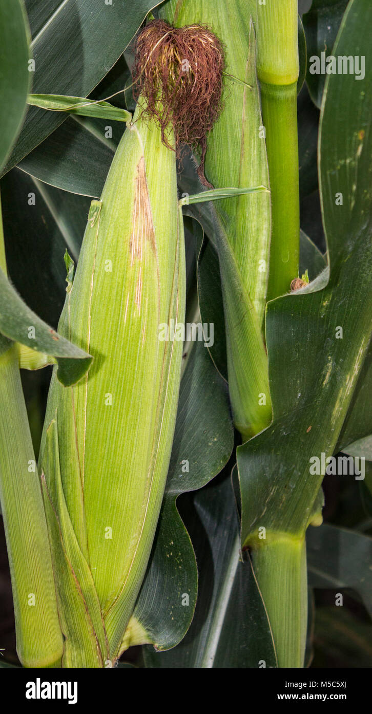 Ear of Corn Ready for Harvest Stock Photo