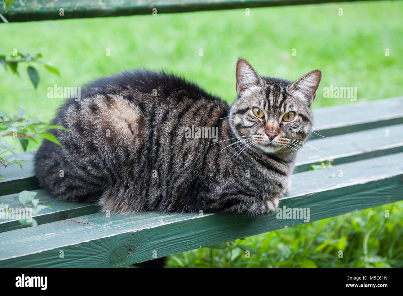 tabby cat on the bench Stock Photo - Alamy