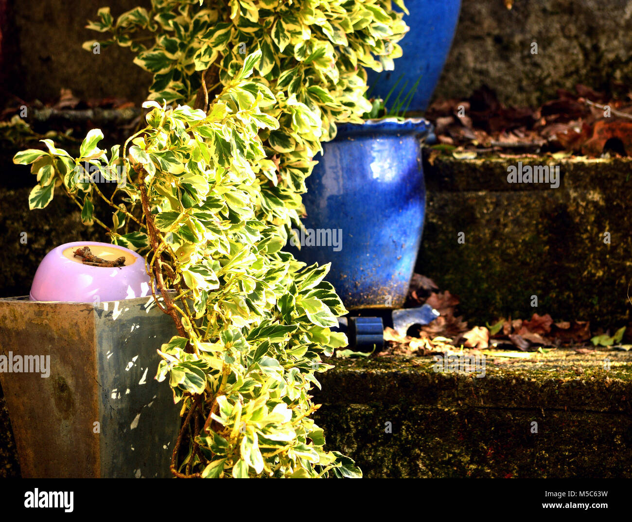 Garden plants in pots isolating them from weeds and other invasive plants Stock Photo