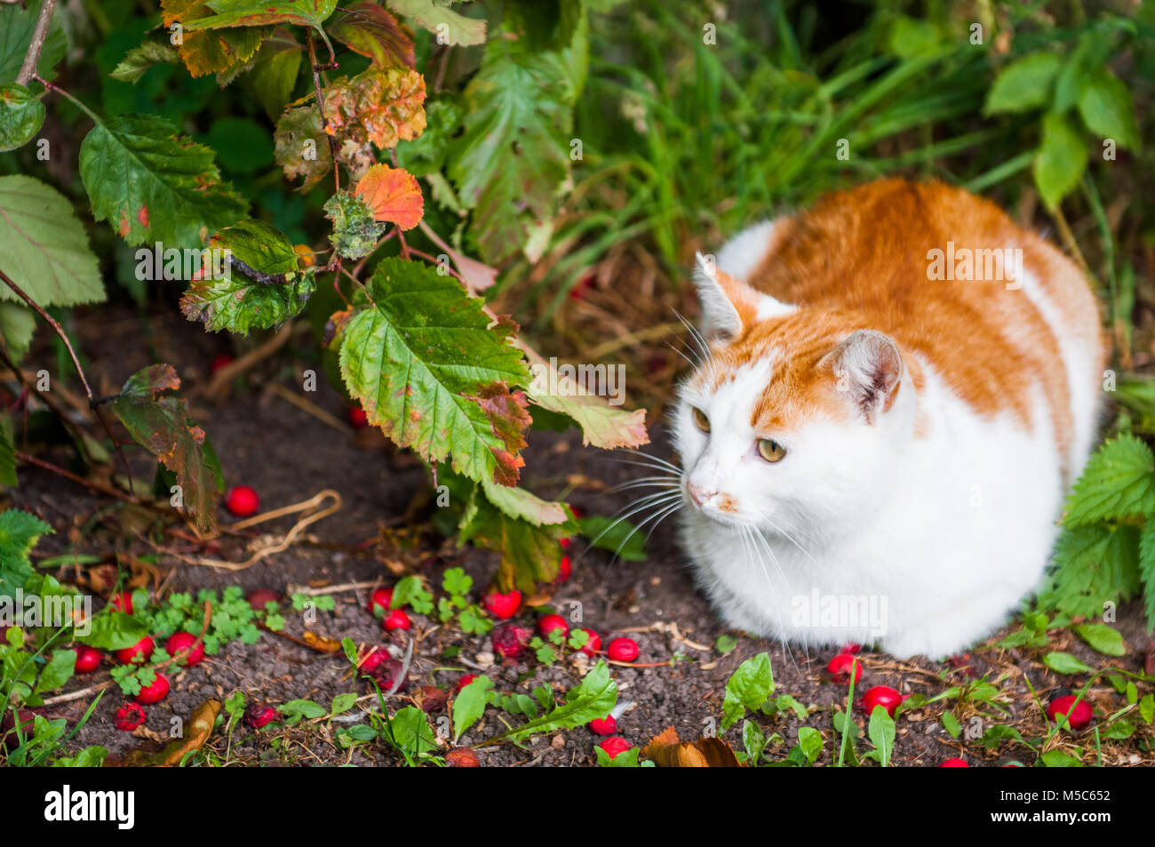 Cat is sitting in red berries and autumn leaves foliage Stock Photo - Alamy