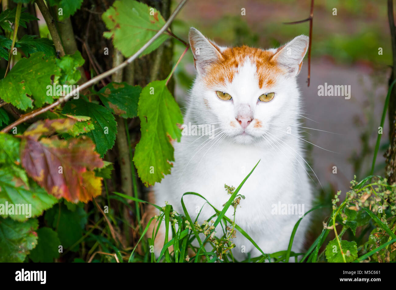 Cat is sitting in leaves foliage Stock Photo - Alamy