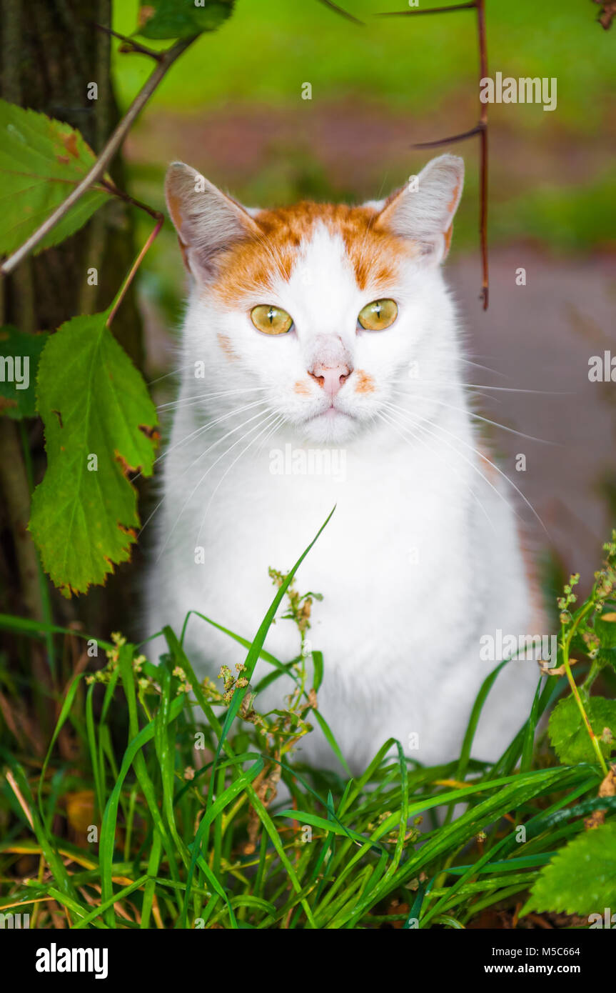 Cat is sitting in red berries and autumn leaves foliage Stock Photo - Alamy