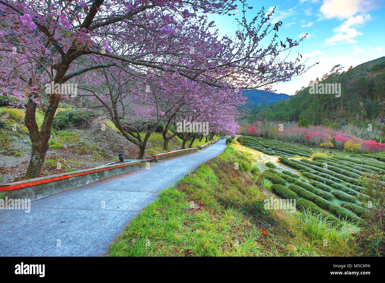 Beautiful scenery of pink cherry blossom trees with path in the park in spring Stock Photo