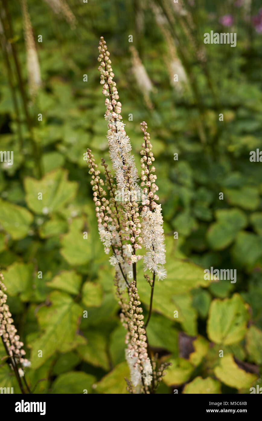 Actaea racemosa var. cordifolia Stock Photo