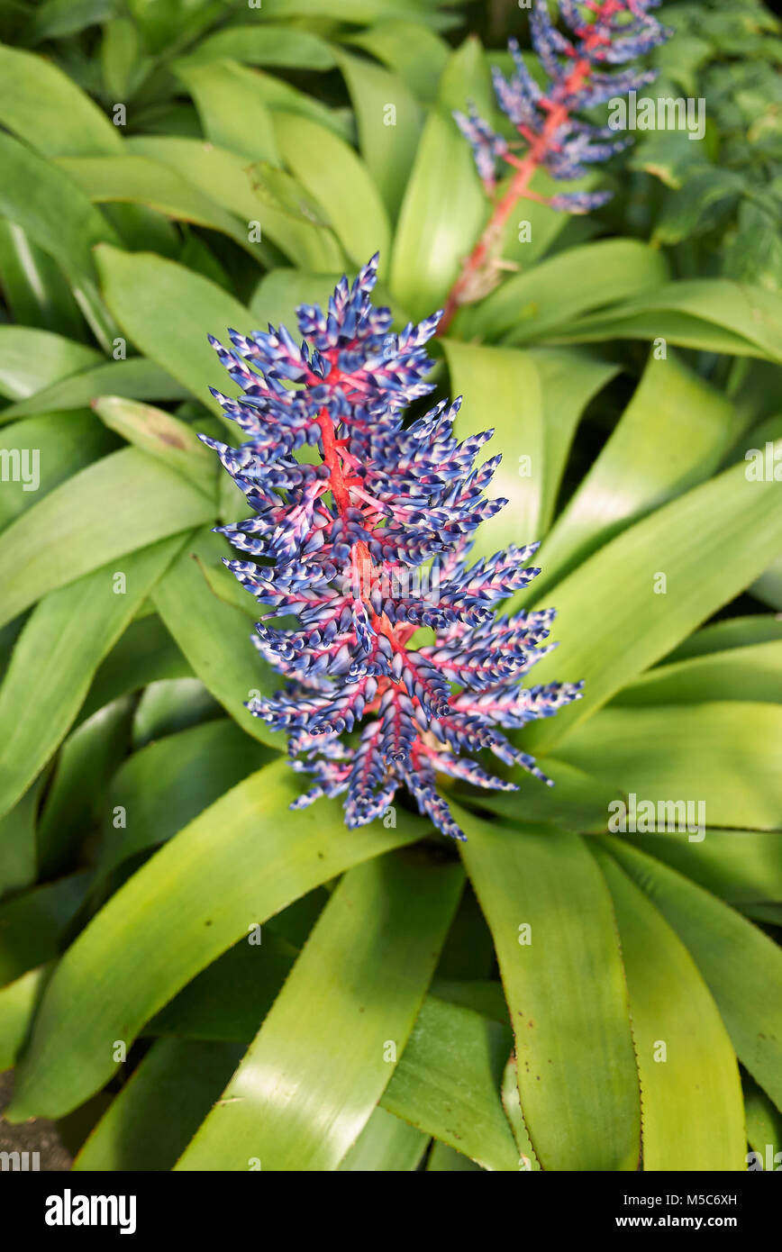 Aechmea blue rain Stock Photo