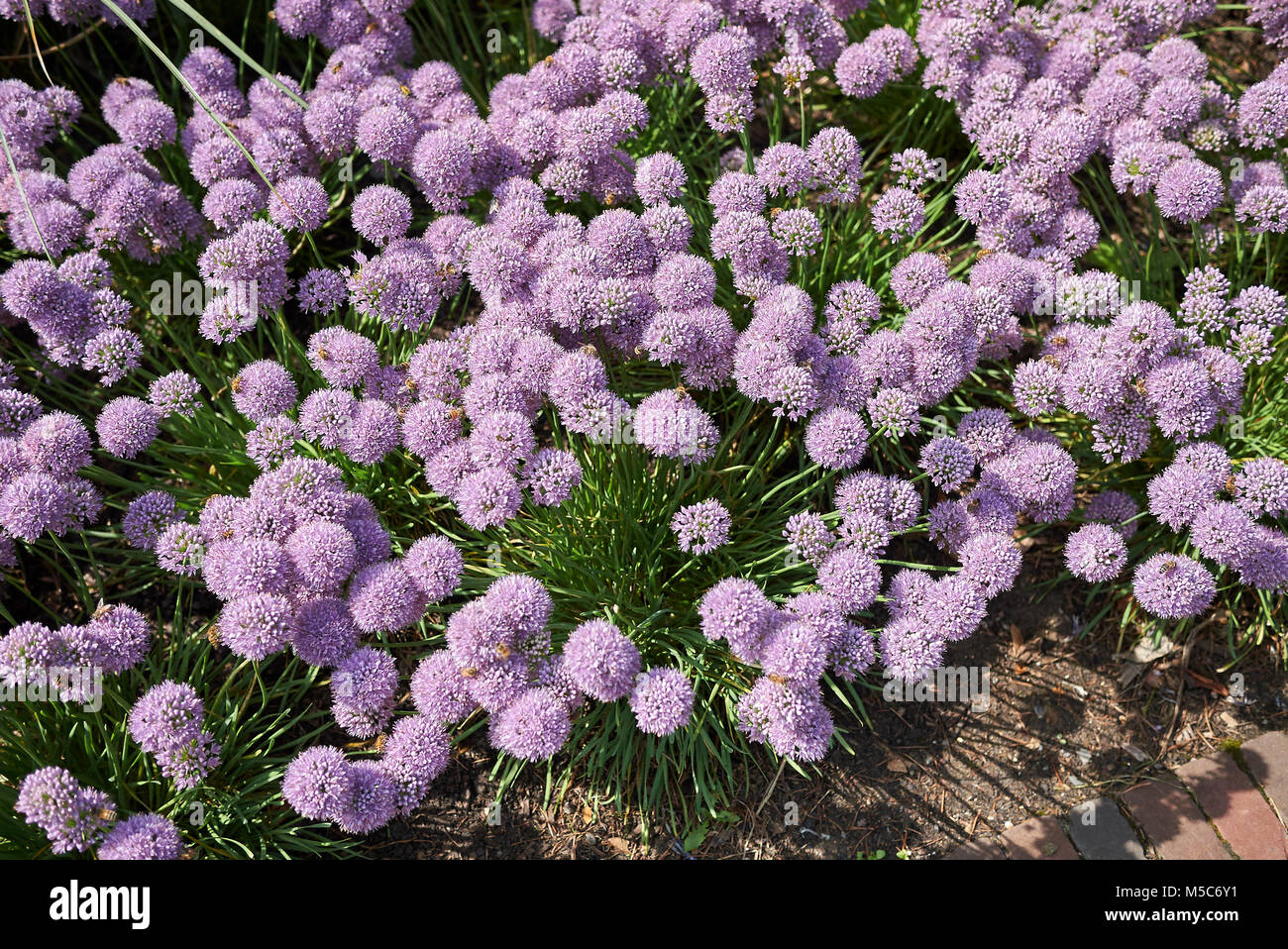 Allium senescens Stock Photo