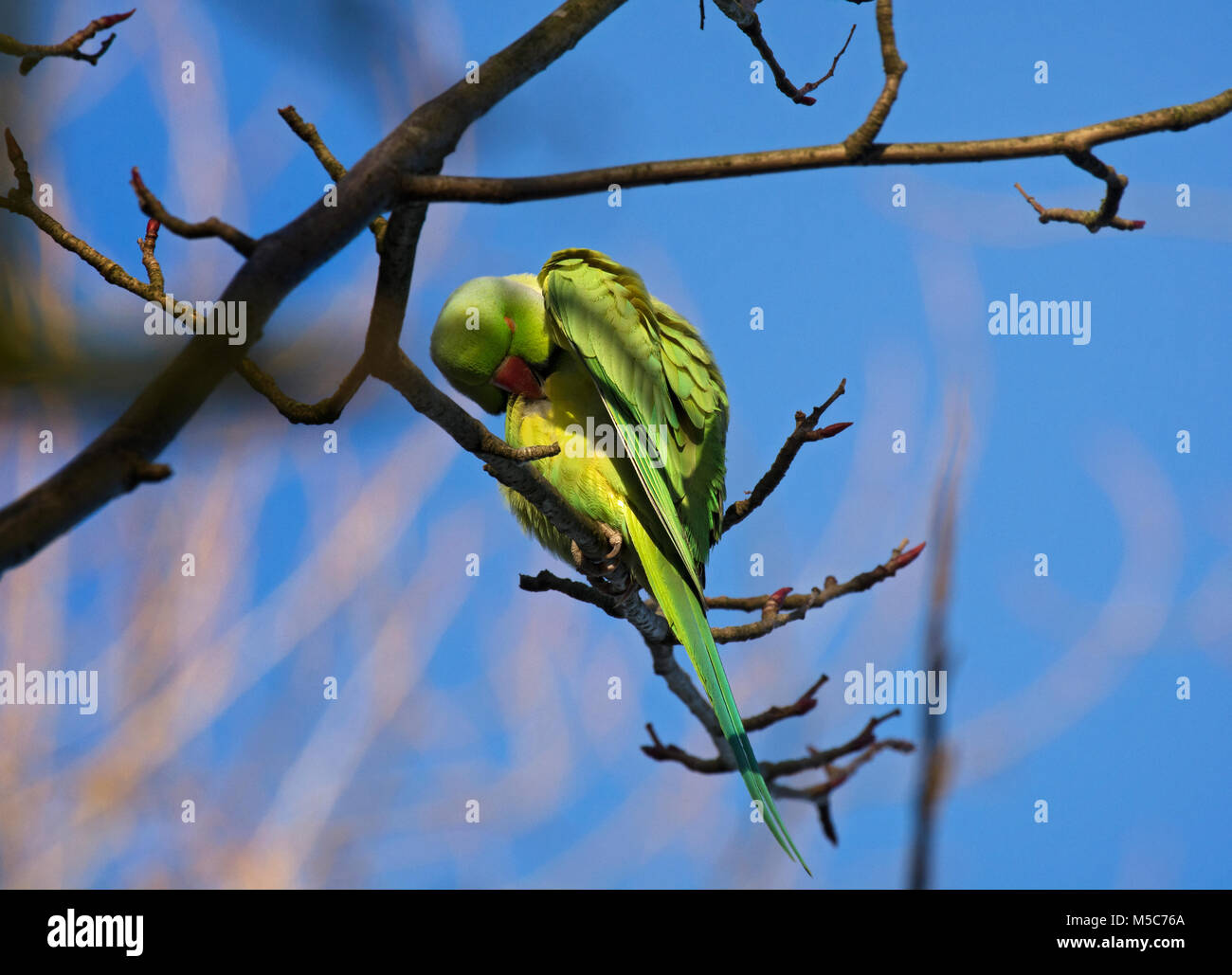 Ring Necked Parakeet Rose Ringed Parakeet Psittacula Kramer