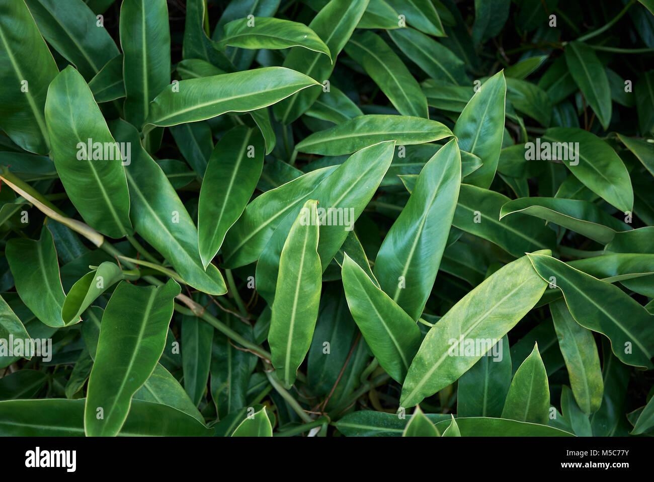 Philodendron glaziovii Stock Photo