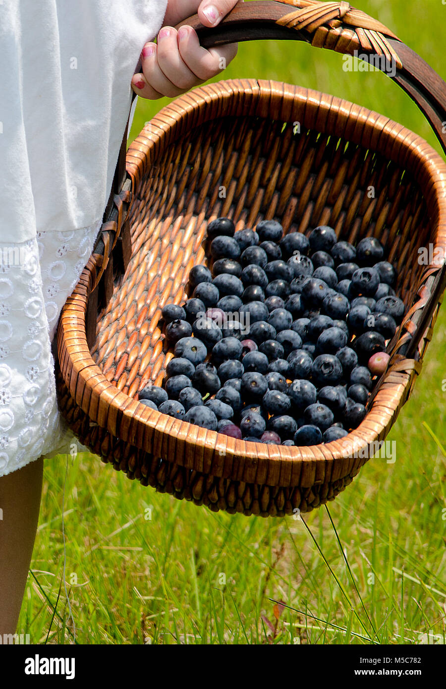 basket of blueberries in the hands of a little girl Stock Photo Alamy