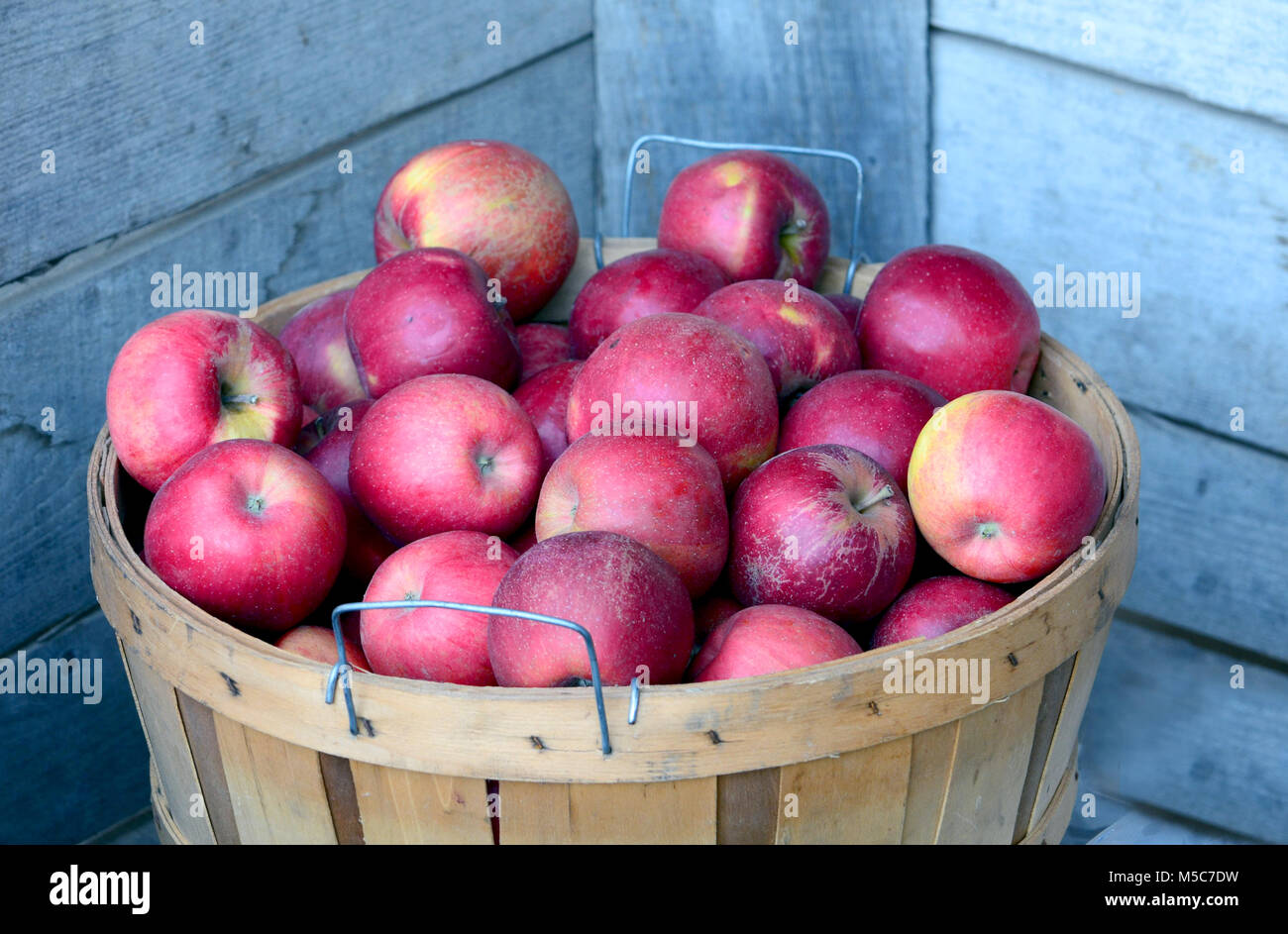 Full bushel basket of red and yellow gala apples fresh picked from a Michigan USA orchard Stock Photo