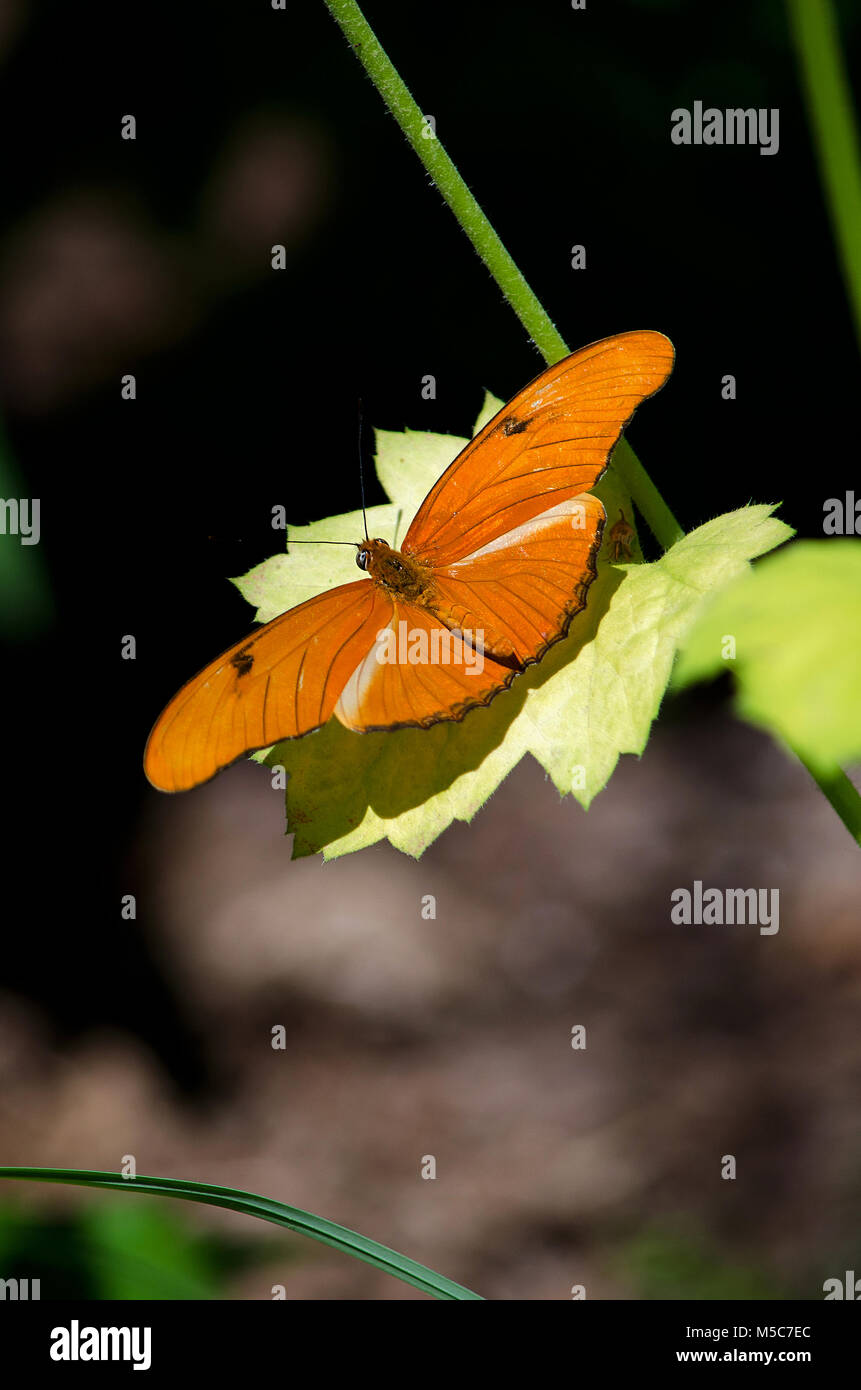 beautiful bright orange butterfly resting on a pretty green leaf in a sun filled garden Stock Photo