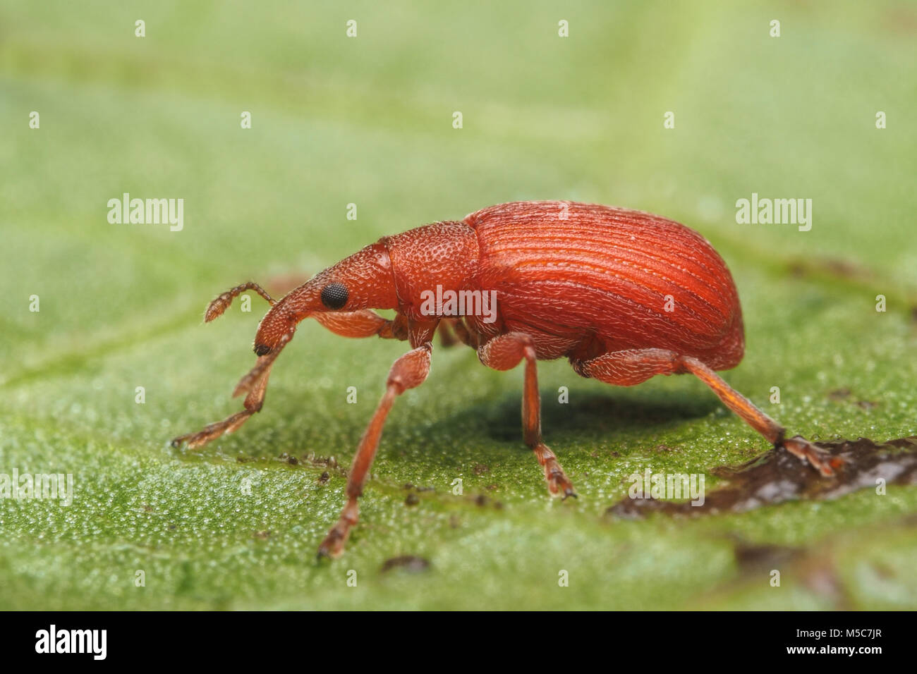Seed Weevil (Apion sp.) resting on leaf. Tipperary, Ireland Stock Photo
