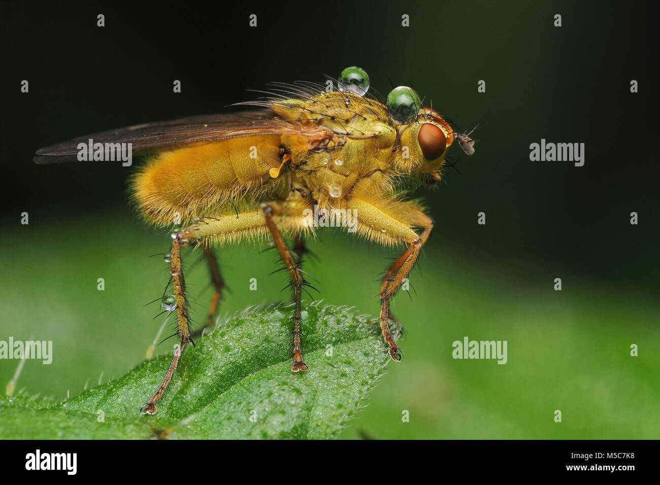 Yellow Dung Fly (Scathophaga stercoraria) perched on a leaf with raindrops on head and thorax. Tipperary, Ireland. Stock Photo