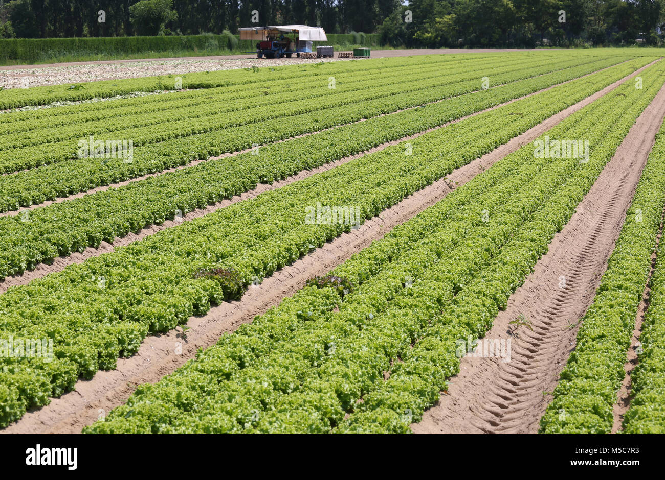 long rows of ripe lettuce in the cultivated field Stock Photo - Alamy