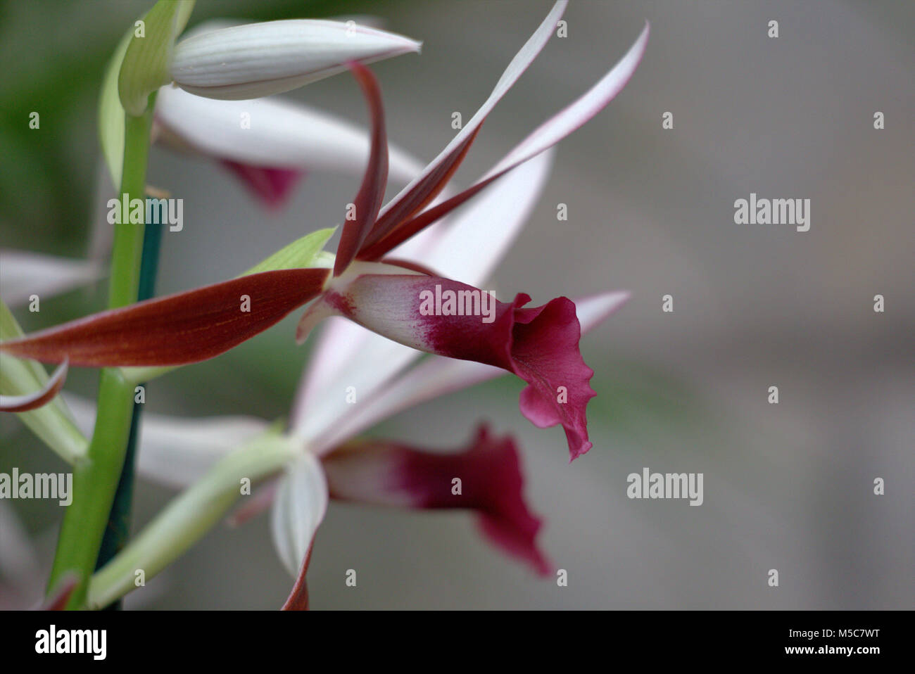 Orchid (phaius) Stock Photo