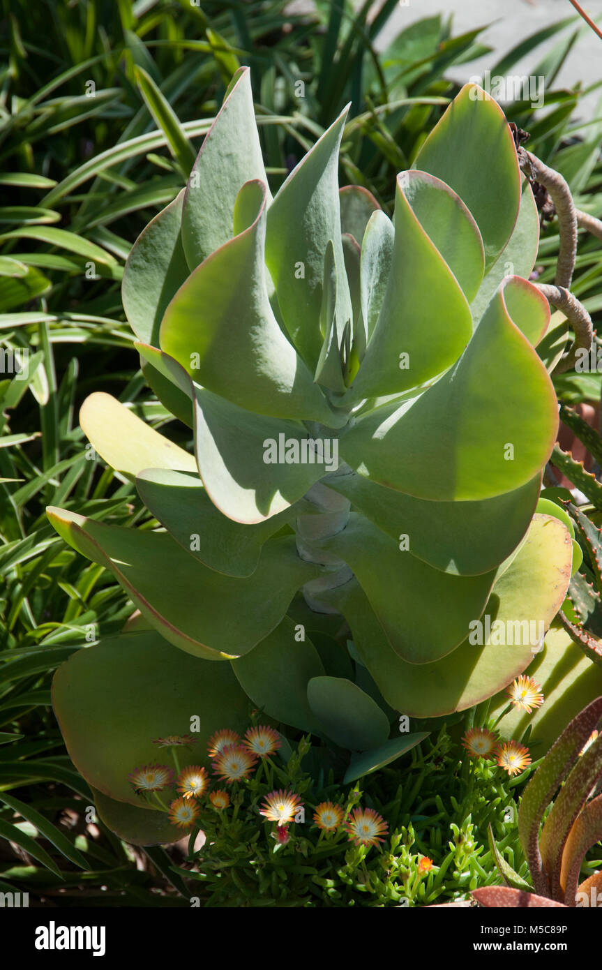 Planter with Succulents including Kalanchoe, Delospermum, and Gasteria Stock Photo