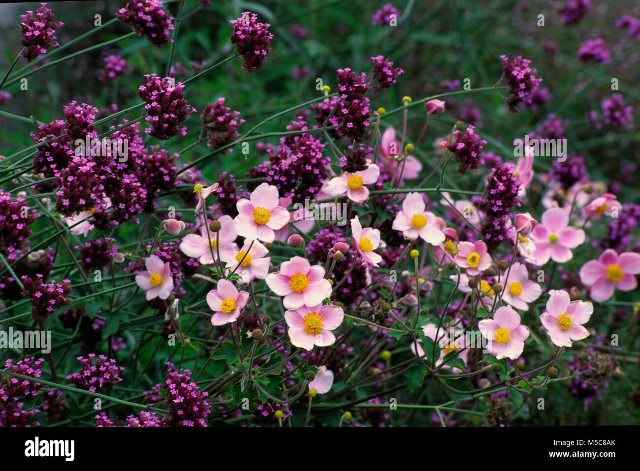 Fall garden with anemones, with Verbena bonariensis Stock Photo