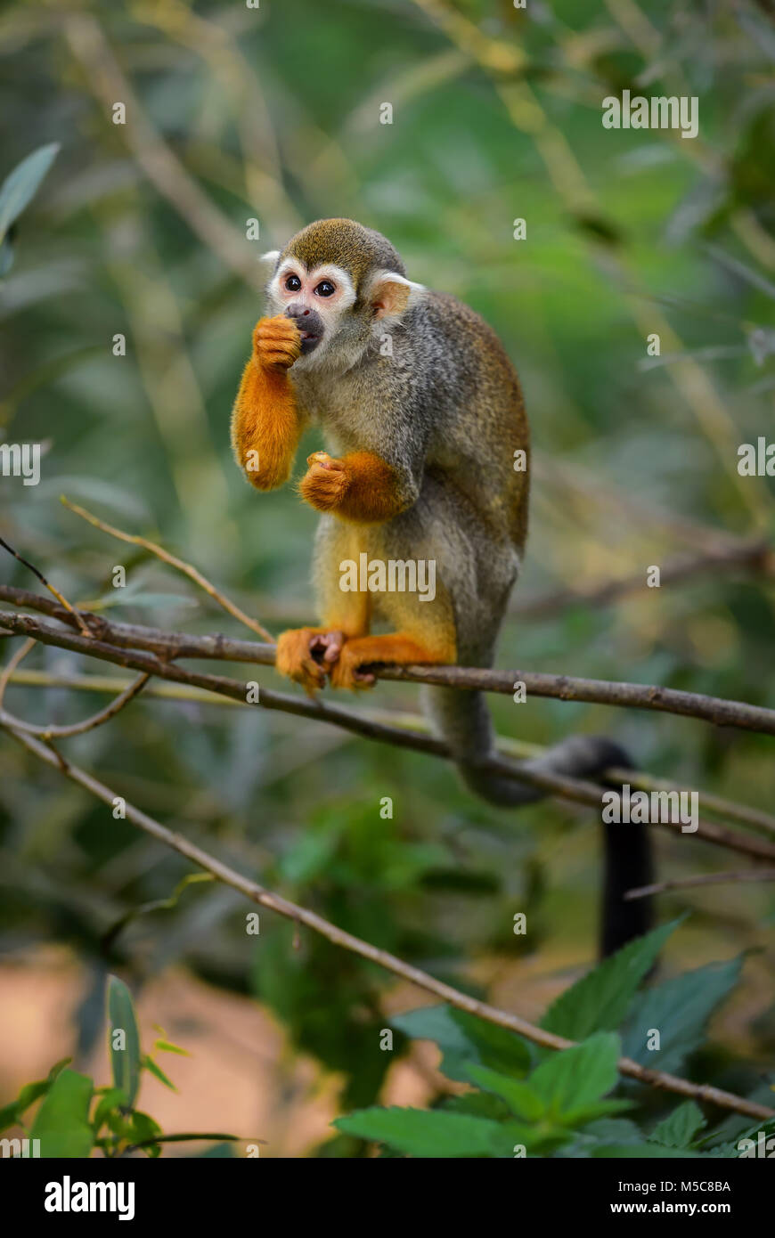 Common Squirrel Monkey - Saimiri sciureus, beautiful primate from South American forest. Stock Photo