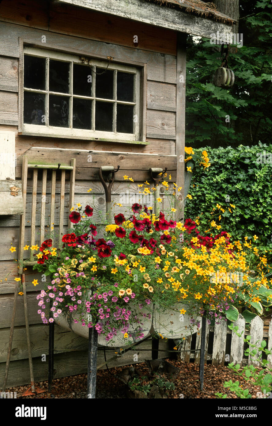 Petunias and melampodium growing in antique wash tubs Stock Photo