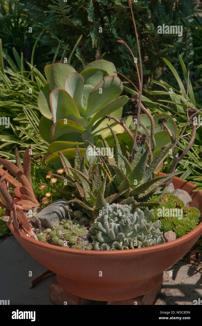 Planter with Succulents including Kalanchoe, Delospermum, and Gasteria Stock Photo