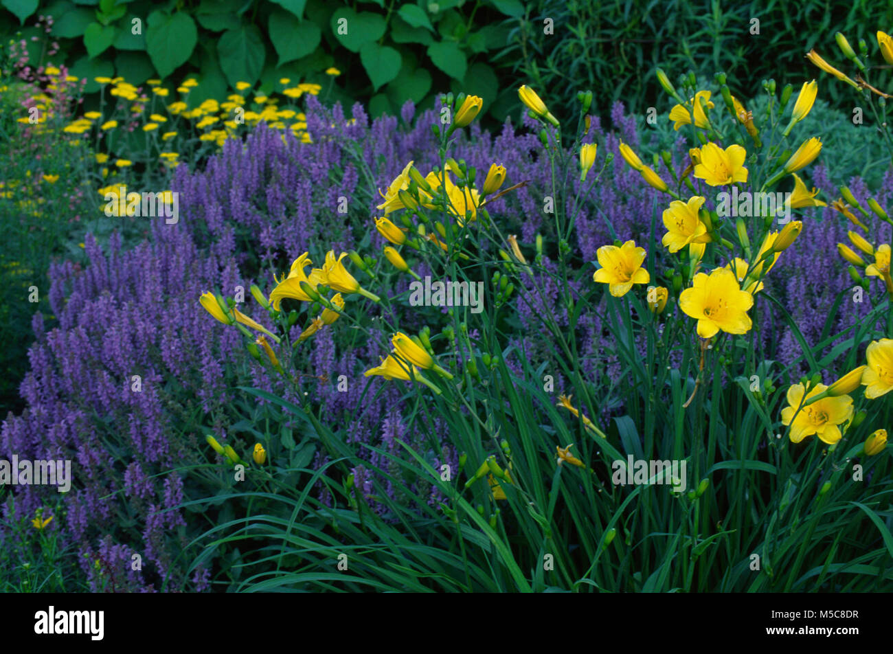 Yellow daylilies in blue nepeta Stock Photo