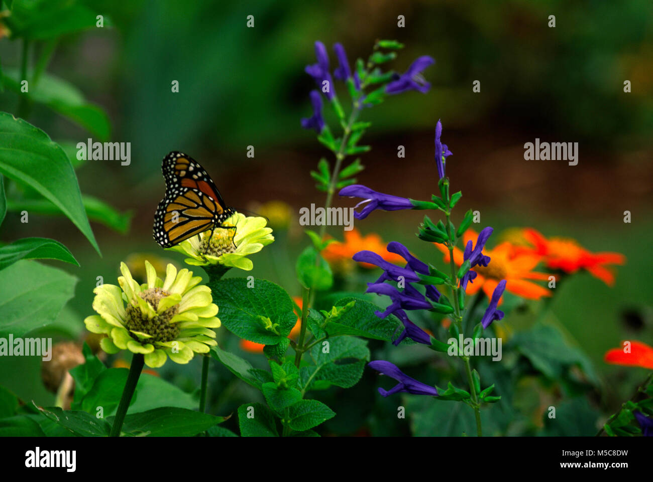 Monarch butterfly on zinnia with Salvia  ( Black and Blue) and Tithonia Stock Photo