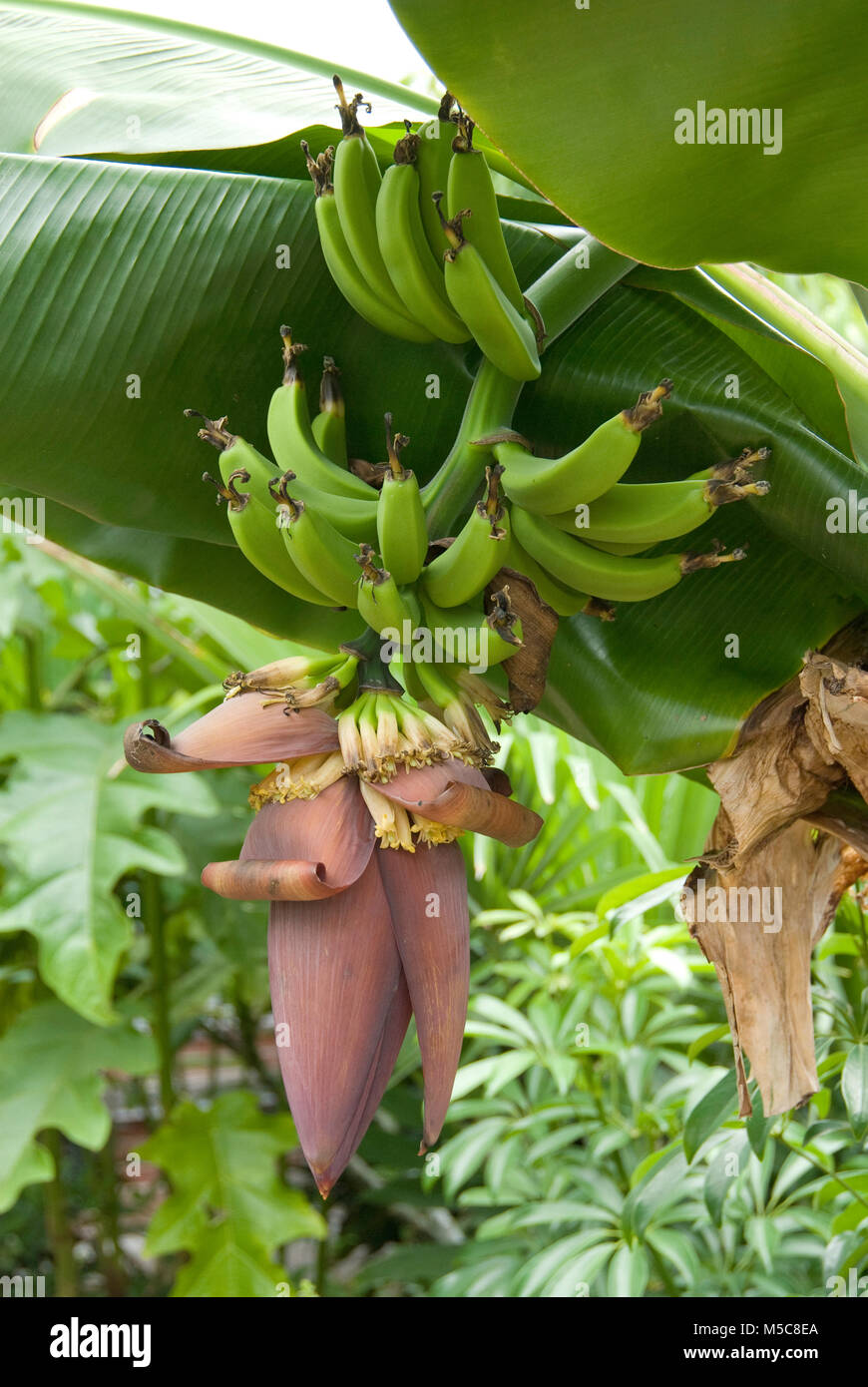 Musa, Banana plant with flower and fruit Stock Photo Alamy